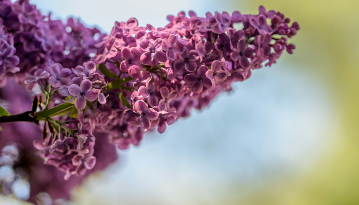 万能开挂辅助“开心武汉花确实真的有挂”其实确实有挂