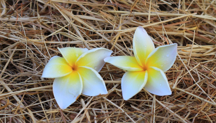 实测教程”开心武汉花确实真的有挂”(透视)其实确实有挂