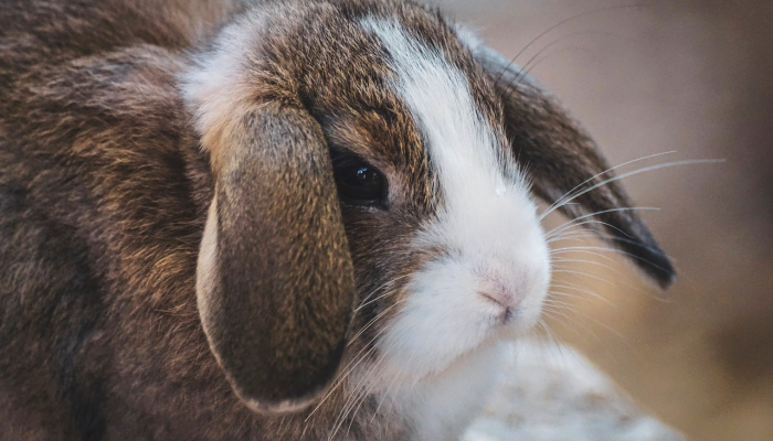 万能开挂辅助“微乐湖北麻将万能开挂器通用版”(透视)其实确实有挂