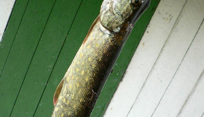 实测教程”一起宁德钓蟹辅助器”其实确实有挂