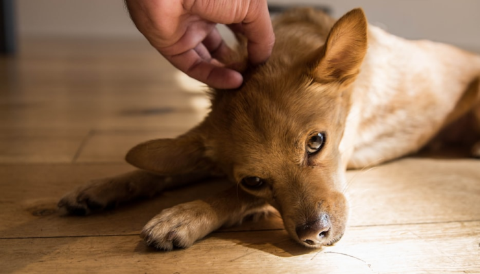 辅助开挂神器“开心茶苑十三道有挂吗”其实确实有挂